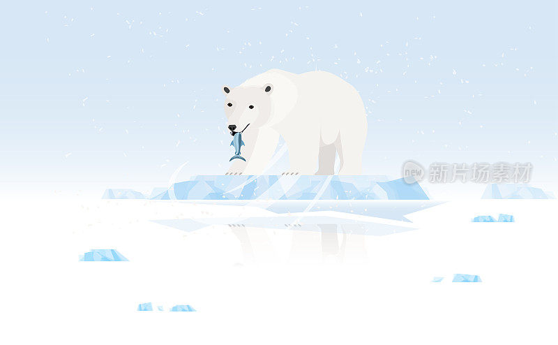 北极熊站在缩小的冰盖上，气候变化的概念，气候变暖。