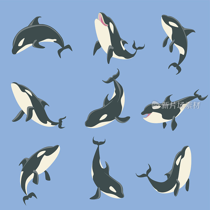 北极逆戟鲸不同身体位置的插图集。