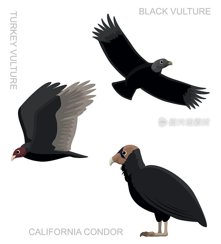 鸟新世界秃鹫设置卡通矢量插图