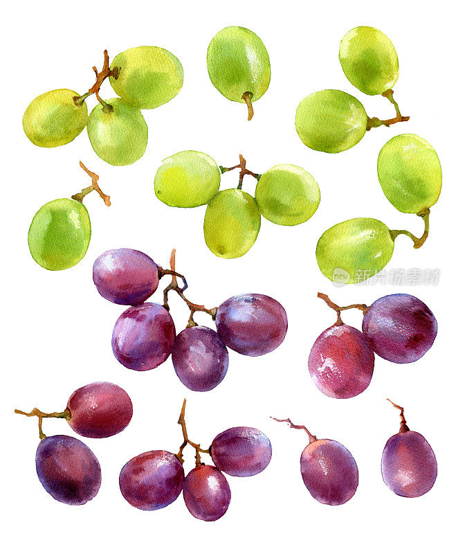 一组水彩葡萄