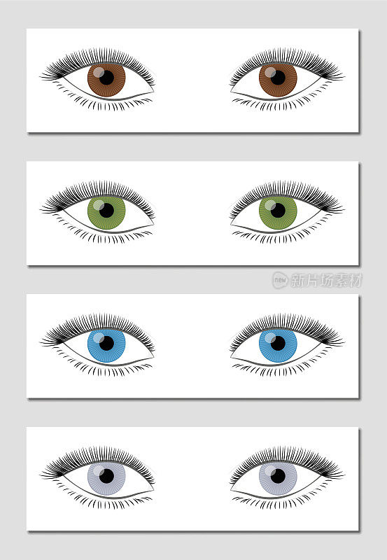 眼睛颜色表的优势顺序出现-棕色，绿色，蓝色和灰色孤立矢量插图在白色背景。