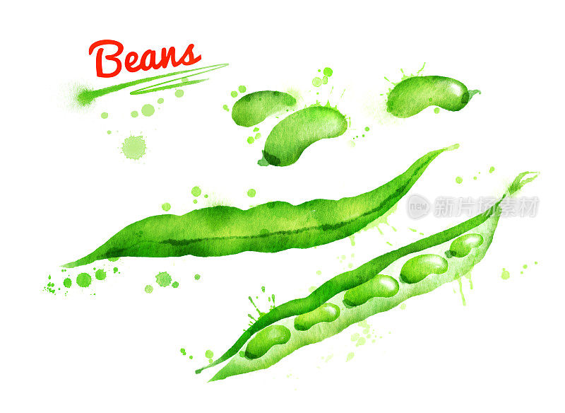 法国豆的水彩插图
