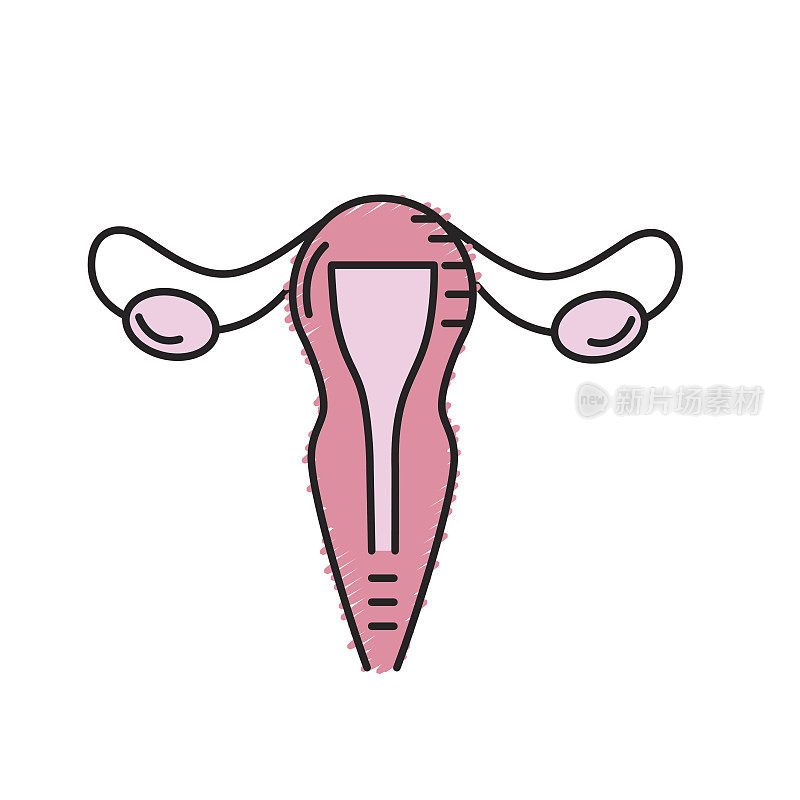子宫输卵管解剖女性