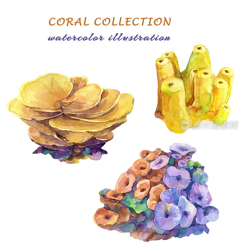水彩珊瑚-蒙提波拉，海葵和黄色管海绵。