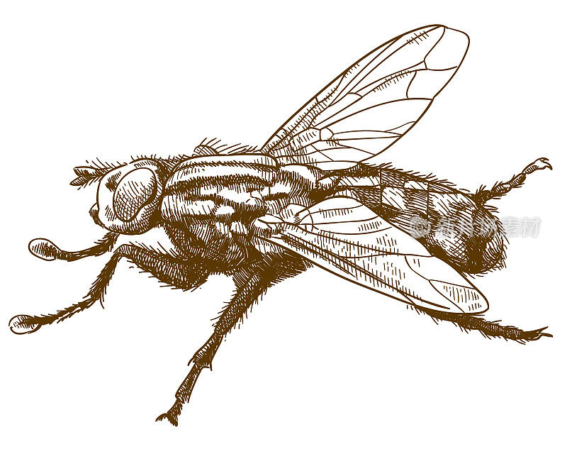 蝇虫雕刻插图