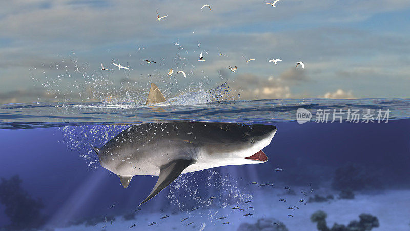 牛鲨潜水和跳跃的水平视图，而一半是水下深海的3d渲染