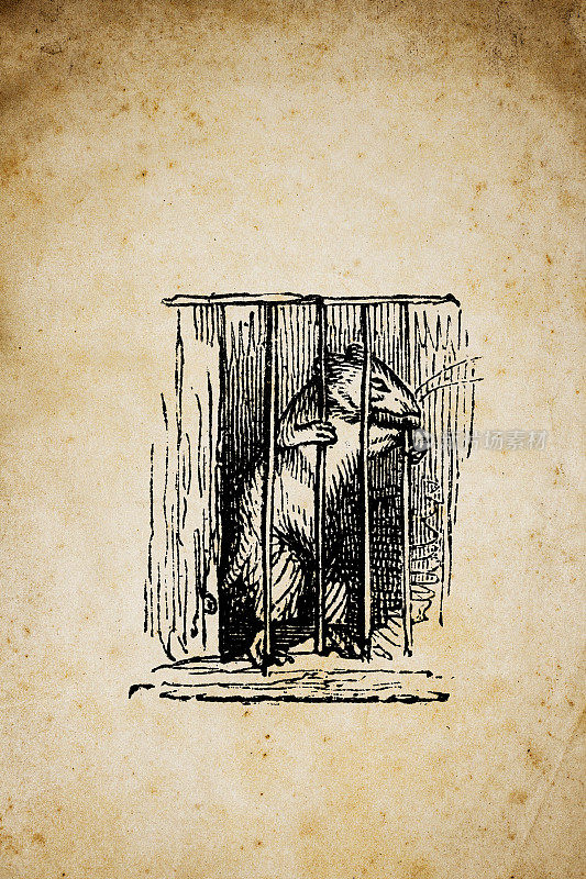人性化的动物插图:监狱里的老鼠