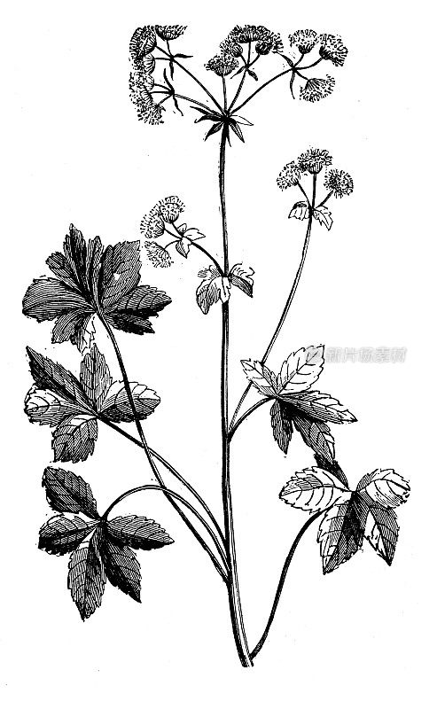 古植物学插图:山茱萸，山茱萸，木山茱萸