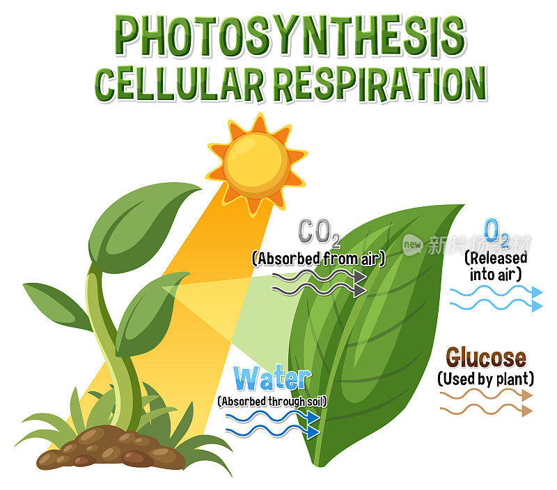 生物与生命科学教育之光合作用图解