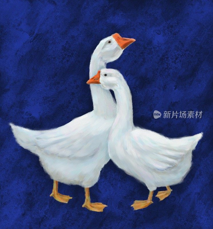 一对白鹅的生动插图