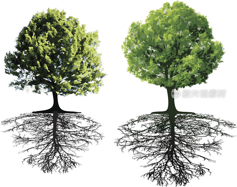 两张树根深深扎入土壤的树的图片