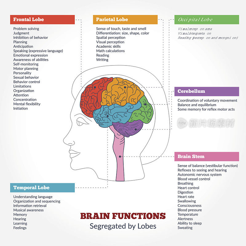 人脑的解剖和功能