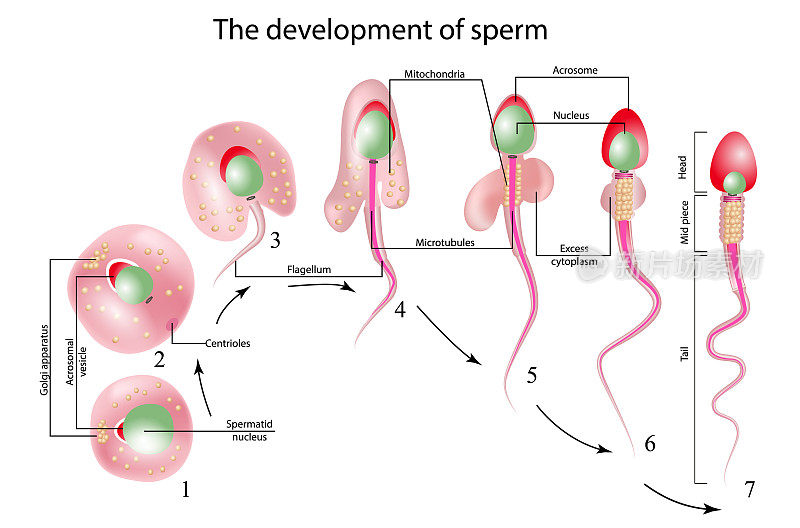 精子的结构