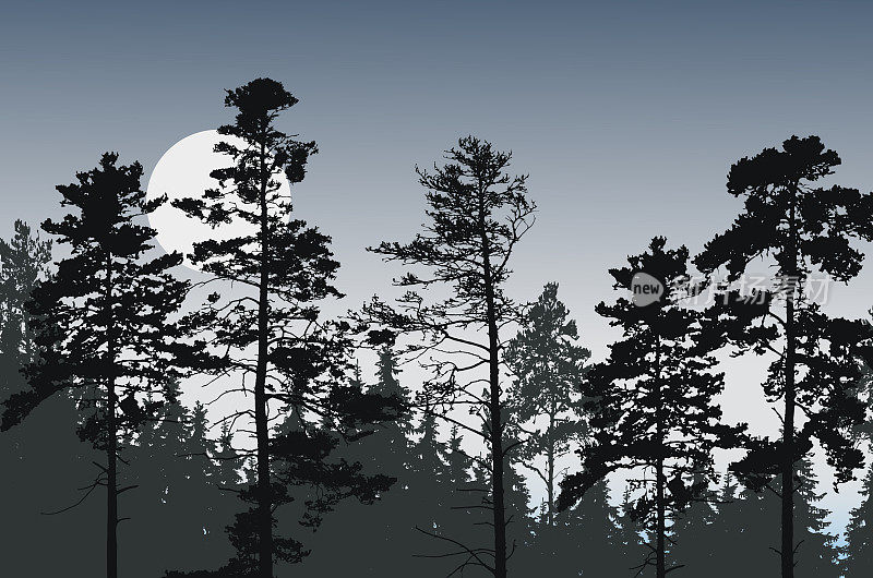 在满月或太阳矢量的夜空下，针叶林的树峰