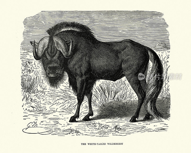 黑角马或白尾牛羚