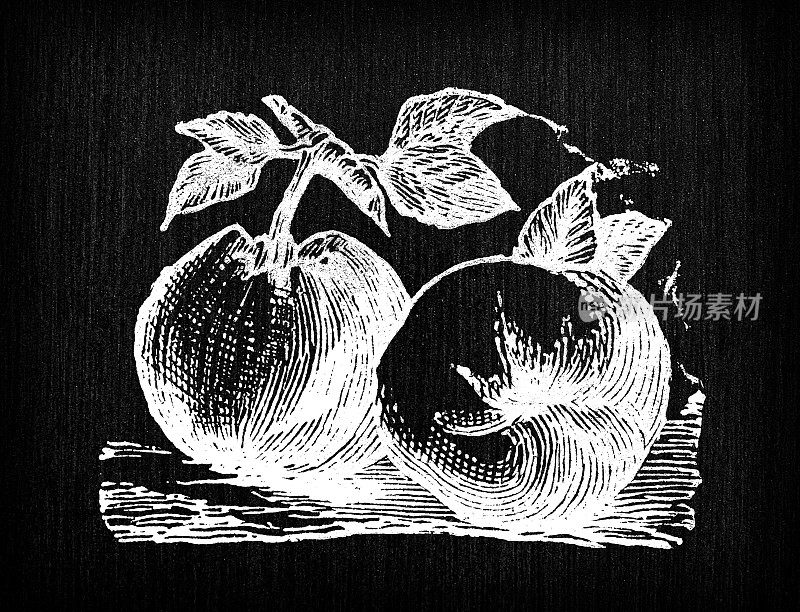 古董雕刻插图:苹果