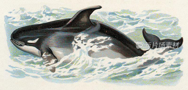 1899年虎鲸插图
