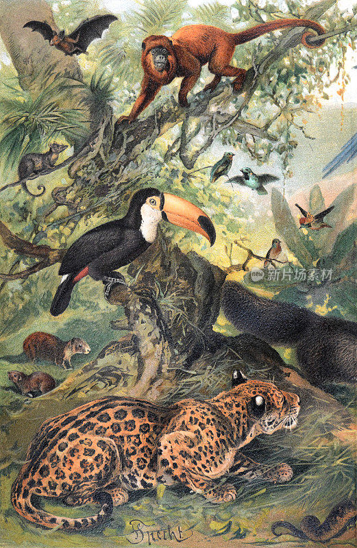 复古野生动物收藏与食蚁兽，蛇，鸵鸟，猿和老虎。
鹿野生动物。热带环境中的野生动物插图。手绘。为壁纸或海报收集热带动物。