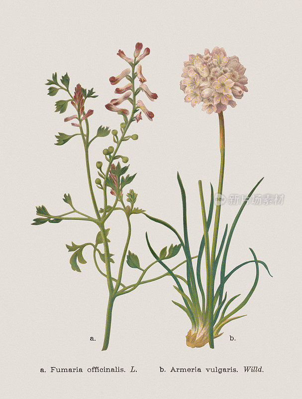秋花(罂粟科，龙葵科)，彩色印刷术，1886年出版