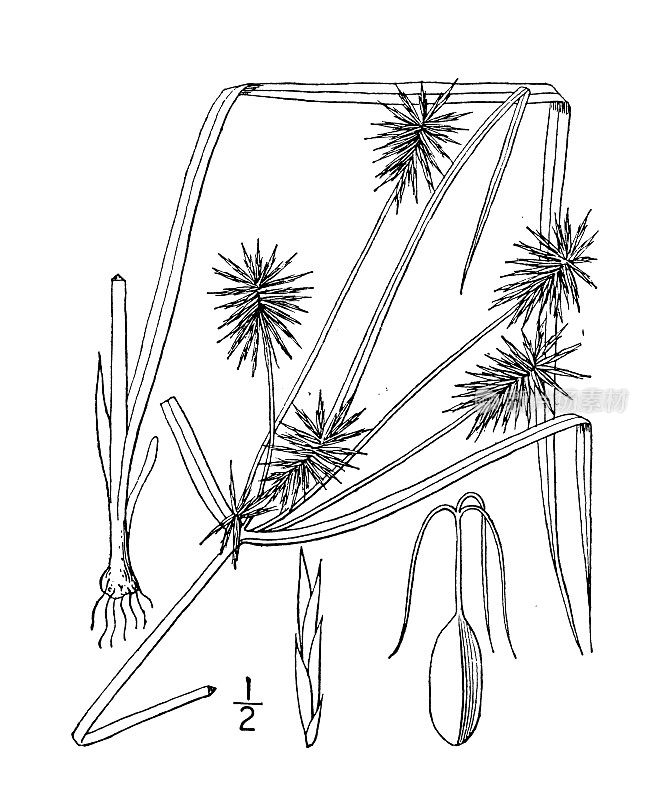 古植物学植物插图:香附、香附