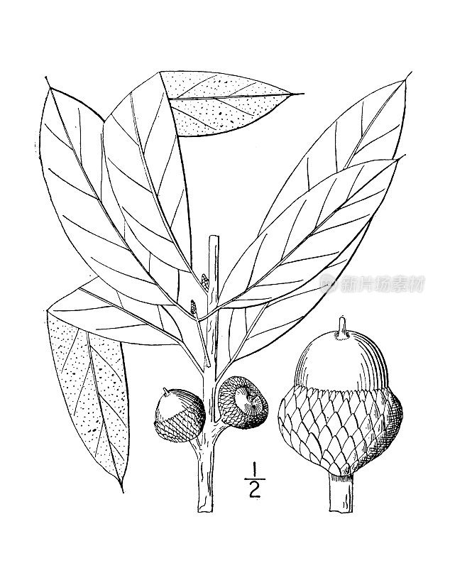 古植物学植物插图:栓皮栎、瓦木