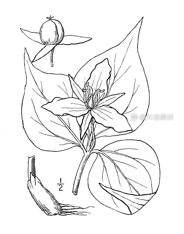 古植物学植物插图:一龄草，彩绘知更鸟