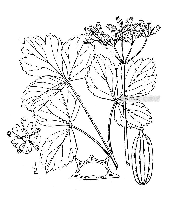 古植物学植物插图:川芎，苏格兰草，海欧芹