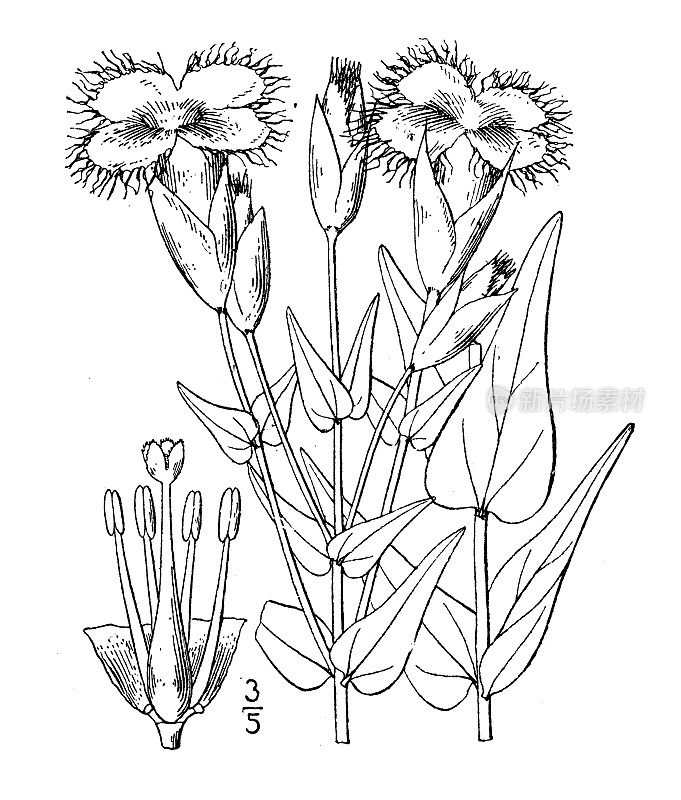 古植物学植物插图:龙胆，流苏龙胆