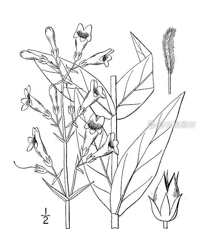 古植物学植物插图:五角峰，尖叶须舌