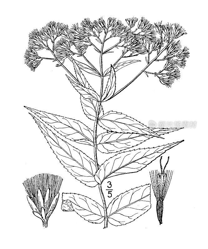 古植物学植物插图:紫茎泽兰，高地骨