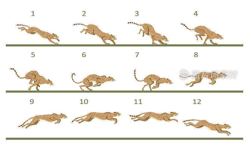 猎豹的动画循环。捕食者。12个关键帧。