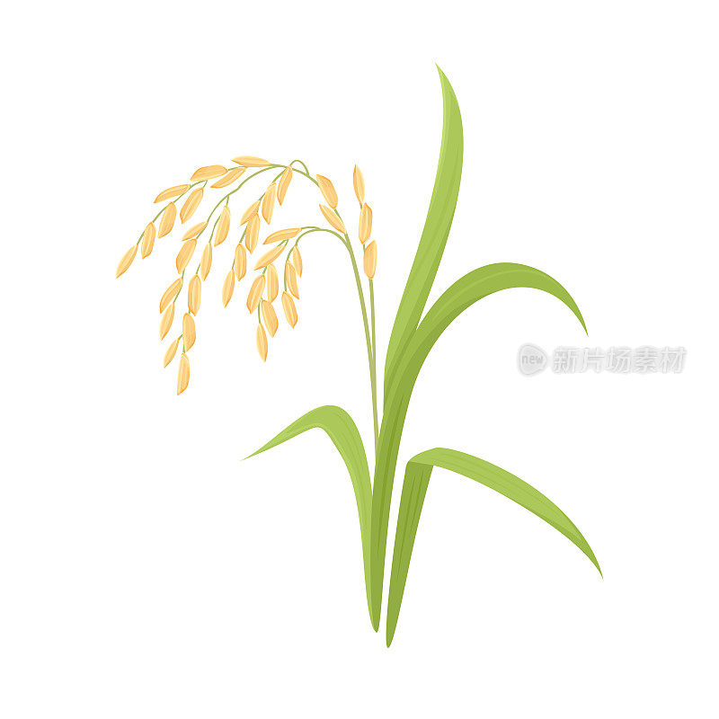 孤立在白色背景上的水稻植株。矢量插图的水稻耳朵与叶子在卡通风格。