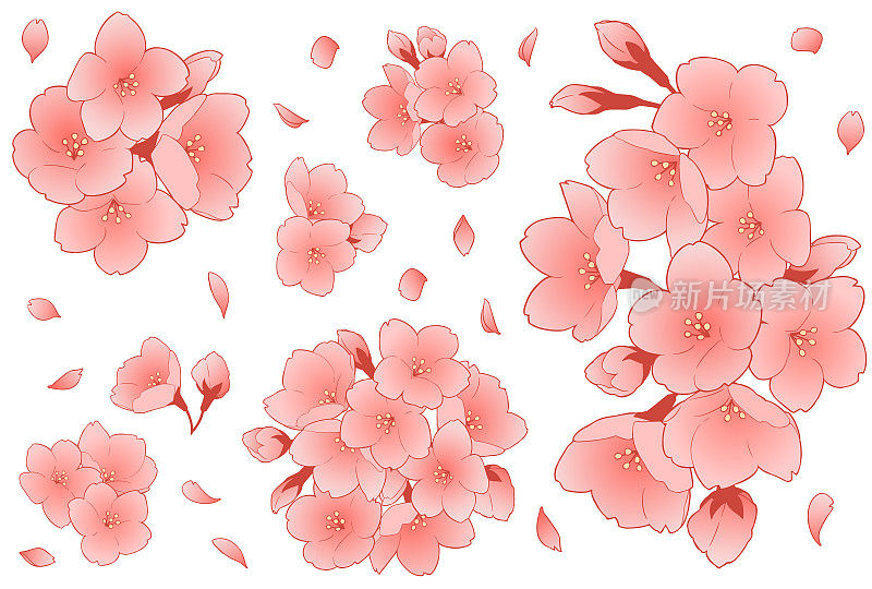 美丽的樱花插画集