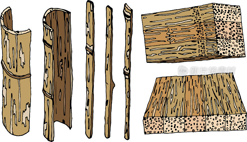 白底竹木插图。竹子，天然家养和野生植物，随时可用，eps。为你设计