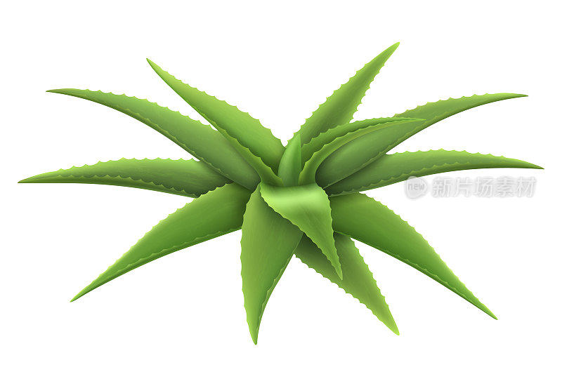 芦荟的植物。护肤品模板包装标签设计。绿色芦荟，药用植物，天然美容成分，三维矢量插图，隔离在白色背景