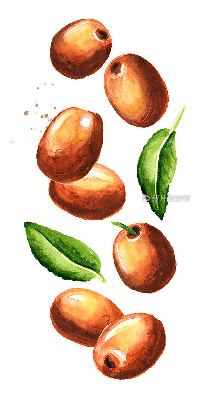 新鲜乌纳碧果，酸枣，绿叶。手绘水彩插图孤立的白色背景
