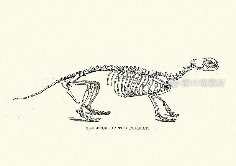 欧洲斑猫的骨架