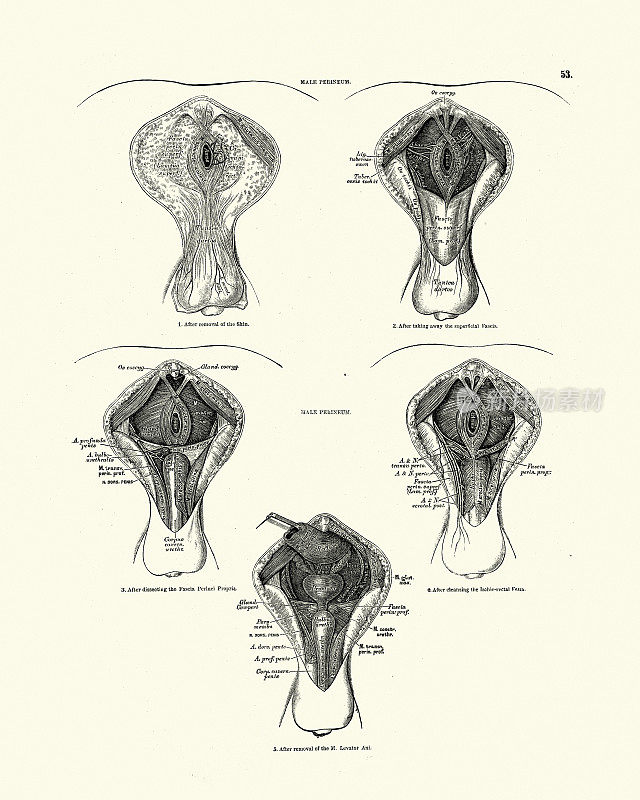 人体解剖学，男性会阴，维多利亚解剖学绘图