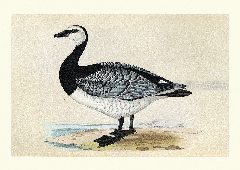 藤壶鹅，蓝白芥，鸟类，野生动物艺术版画