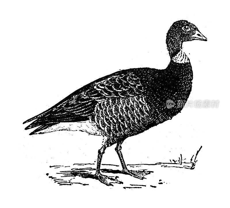 古董插图:黑鹅，Branta