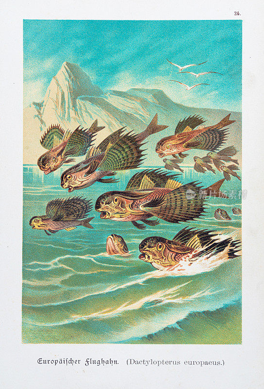 飞鱼彩色版画1888年