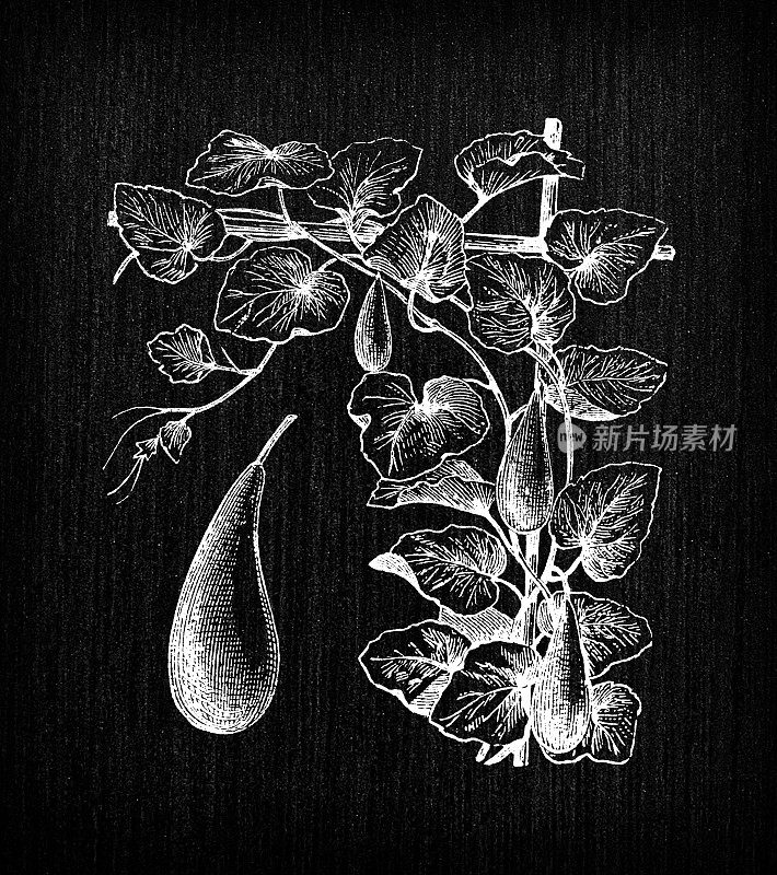 植物学蔬菜植物仿古雕刻插画:葫芦