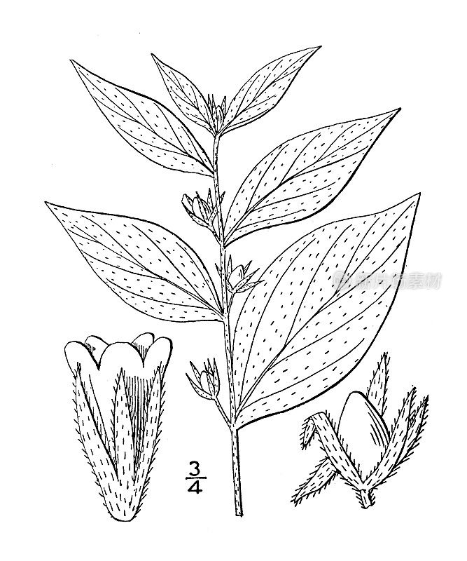 古植物学植物插图:大叶紫草，美国格罗姆韦尔