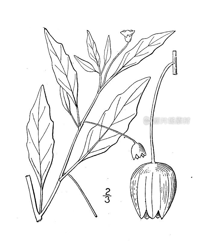 古董植物学植物插图:酸浆，兰斯叶樱桃