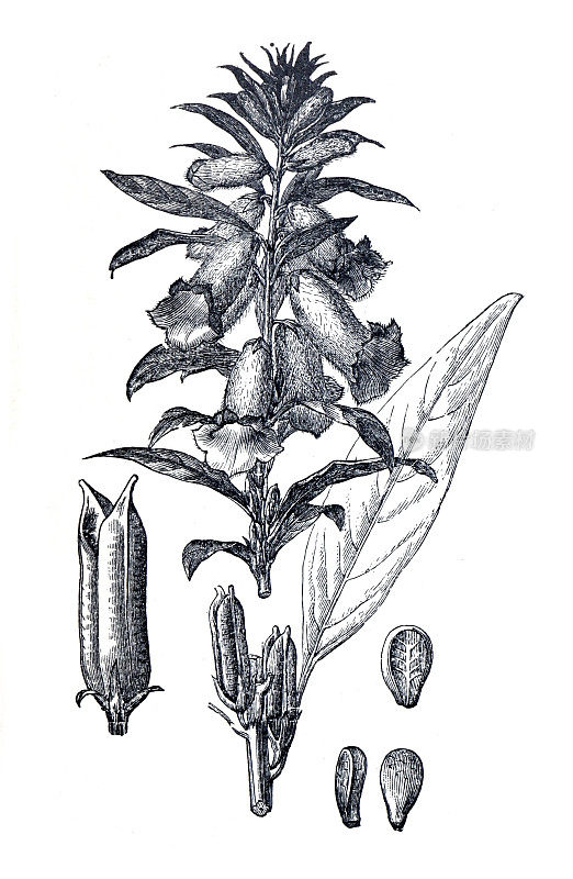 芝麻(芝麻)植物。胡麻属东方。足铁科的一个科。花蕾和花朵。手绘雕刻插图在白色背景。有机草本植物。