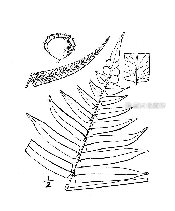 古植物学植物插图:沙棘、细叶沙棘