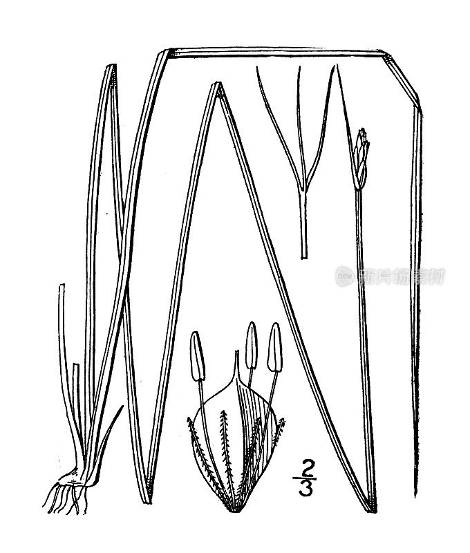 古植物学植物插图:三棱藨草、水俱乐部rush