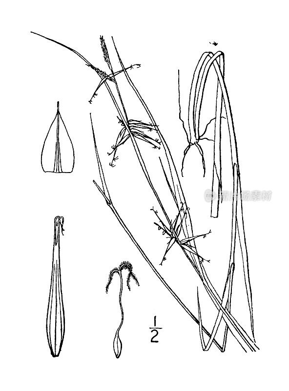 古植物学植物插图:苔草，科林斯的莎草