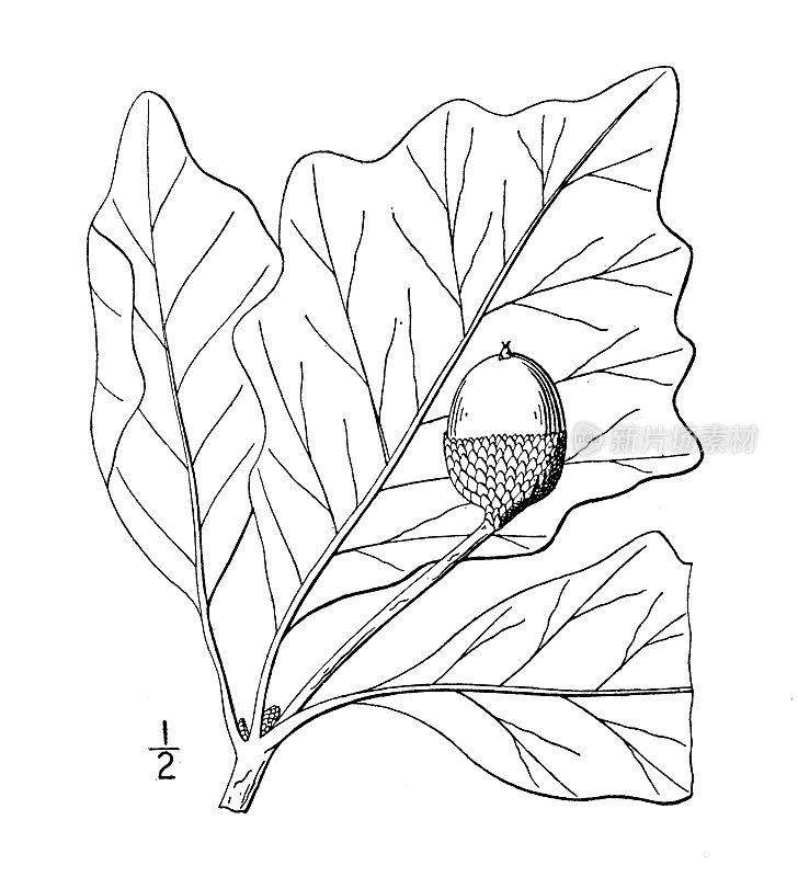 古植物学植物插图:白栎，沼泽白栎