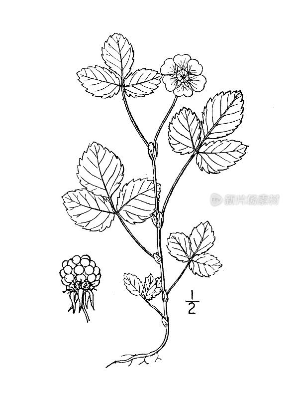 古植物学植物插图:北极树莓、北极树莓、黑莓